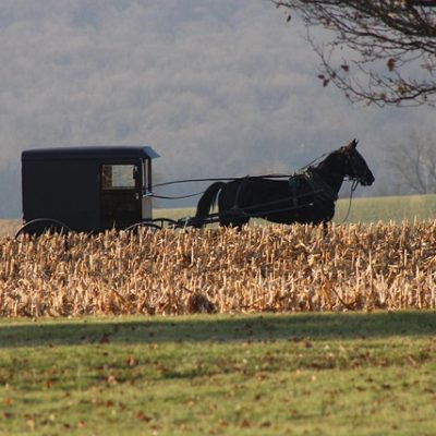 Horse 7637951