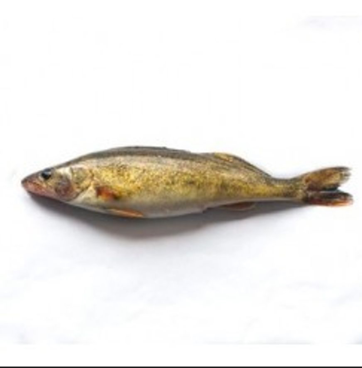 Wild-Caught Pickerel - GH